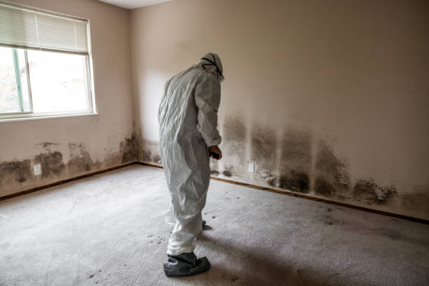 Attic Mold Removal in Parker, TX